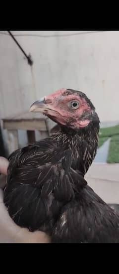 aseel madi for sale and exchange murgi animal hens
