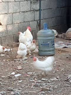 white bentum