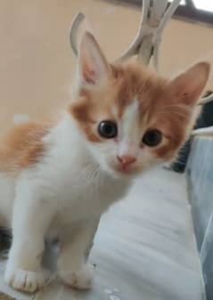 persian