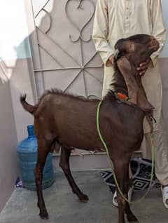 02 dant Bakra  Zaberdhast palai ma  Qurbani kelya