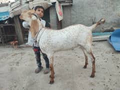 Desi Bakry