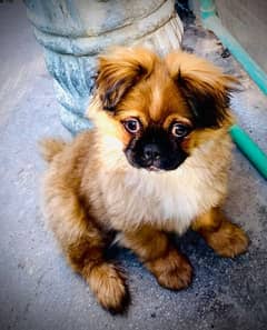 pug x shih tzu cross