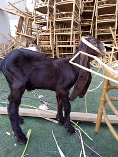 Bakri ka bach kamori pure male goat kid pese gunjaish h  03340124448