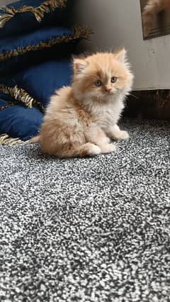 Parisian triple kittens for WhatsApp. 03463649736