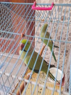 Ringneck pair for sale male hand tame hai female tame nahi hai