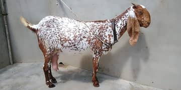 Makhi Cheni For sale