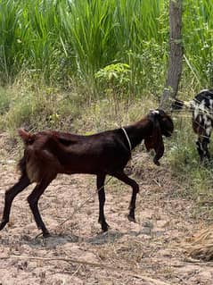 Bakra