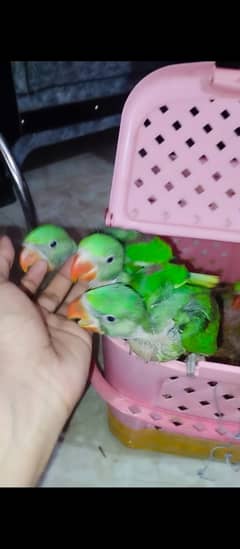 Raw Pahari Chicks For Sale