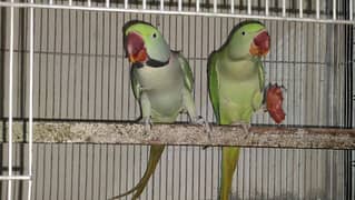 Kashmeri Raw breeder pair