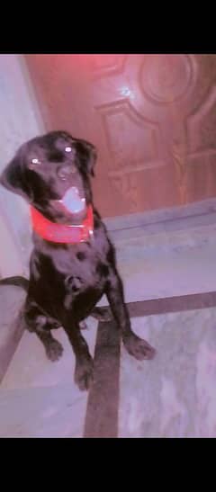Labrador