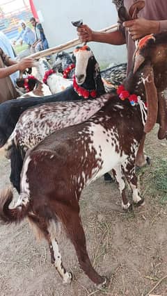 sastay bakray ghar k palay. . 03460561534.