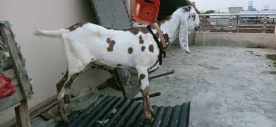 desi bakra