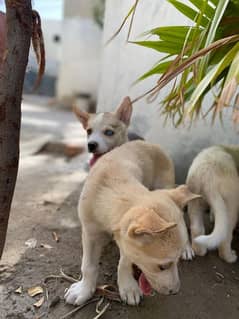 husky cross labour dogcontact 03092443833 call and Whatsapp