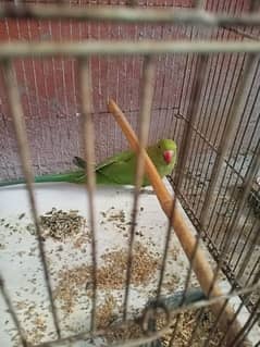Ringneck female