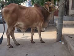 2 dant bchra meat weight 4.25 man