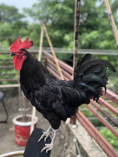 Beautiful Australorp male available, Australorp breeder male