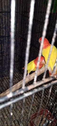 love birds