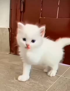 Parisian triple kittens for WhatsApp. 03463649736