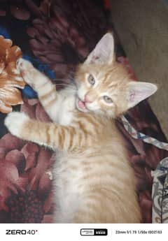 double coat female kitten