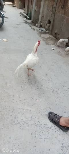 breadar pair can from ando baachoo wala