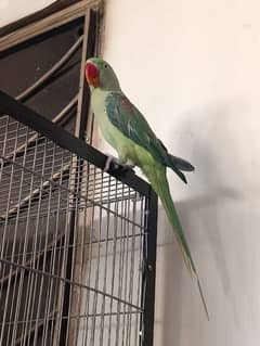 raw parot for urgent sale