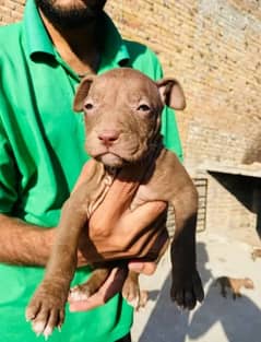 pitbul