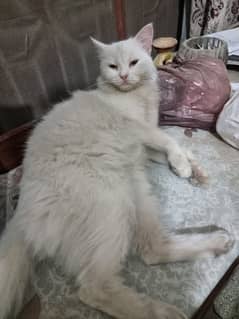 Persial cat for urgent sale