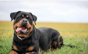 rottweiler
