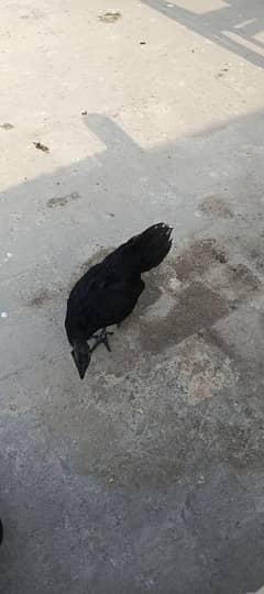 4 month old ayaam cemani chick