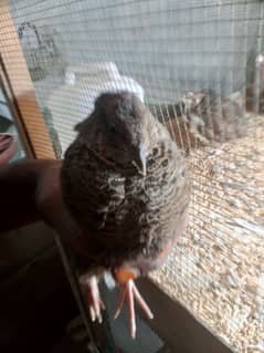 Quail / Batair Available