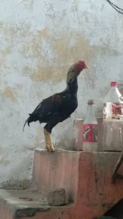 Aeel