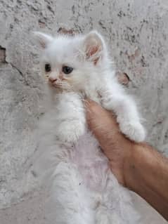 Persian male kitten in semi punch face for sale