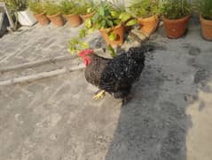 Coco Heavy Buff For Sale