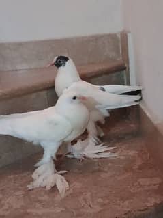 gubara pigeon
