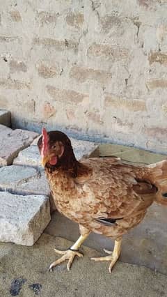 1 cruck murgi for sale or 1 murga for sale