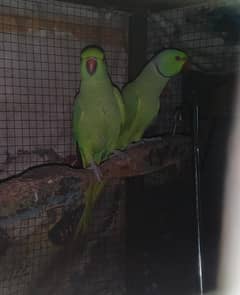 parrot