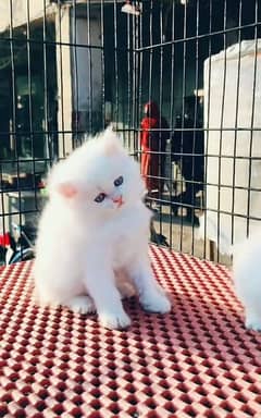 Parisian triple kittens for WhatsApp. 03463649736