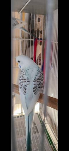 TCB Crested budgie red eye black eye 5 piece 4000 for all