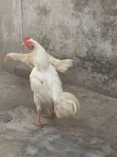 hera aseel pair full papar white