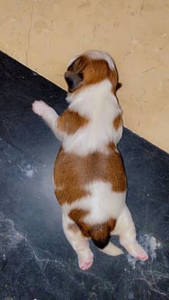 SHIHTZU NEWBORN PUPPIES