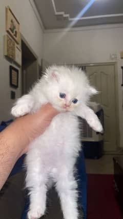 Punch face triple coated kittens