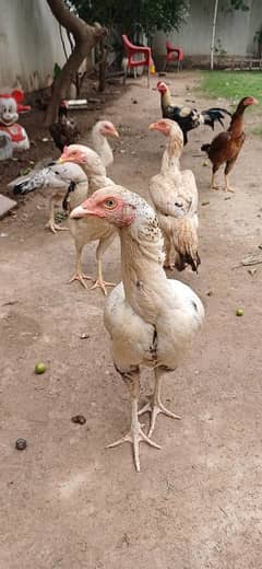 Pure Jawa Aseel Hen