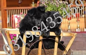 German puppies 03198435459