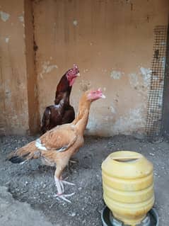 narangi aseel pair for sale