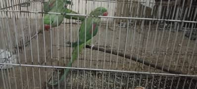 Raw parrots for sale