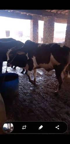 Qurbani Wache or Katte 2 Dant