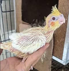 Chiks of Common White Cockatiel parrot
