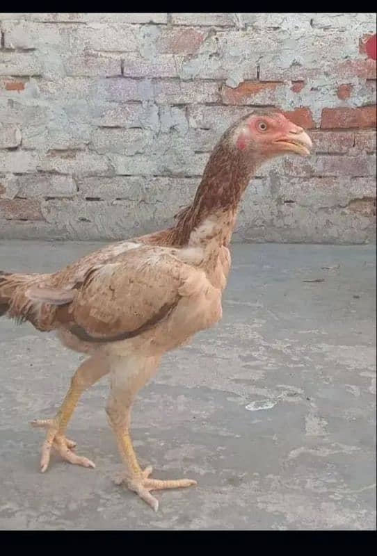 Aseel murgi breeder 0
