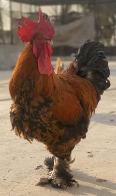 Golden Buff Chicken Pair for Sale