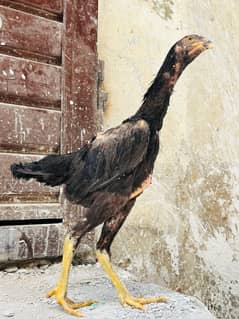 GERMAN KING O SHAMO FEMALE